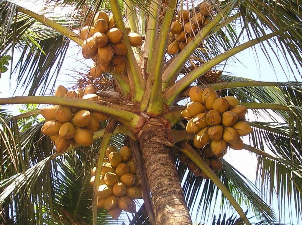 Srí Lanka - Kogalla kokos s limonádou