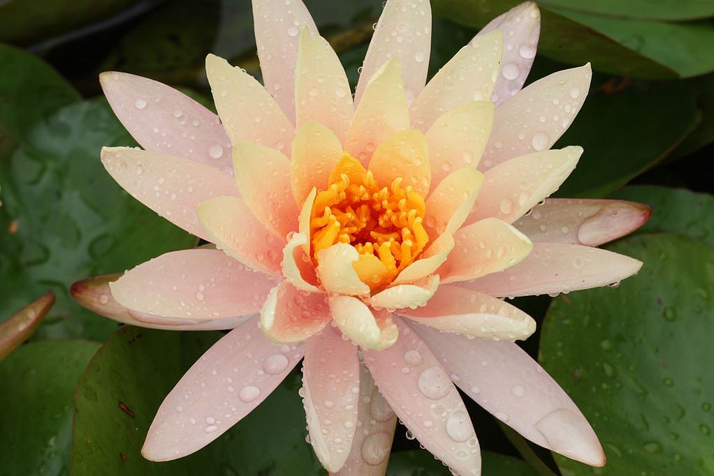 Wikipedia - 1024px-Peach Glow water-lily at Brooklyn Botanic Garden - By Ragesoss - Own work, CC BY-SA 3.0